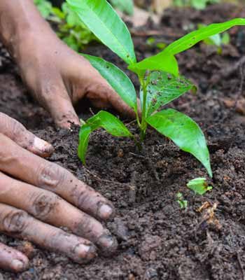 RR Minerals serves vital minerals for agriculture